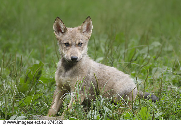 Wolf Canis lupus Holz Reservat Bayern junges Raubtier junge Raubtiere Deutschland
