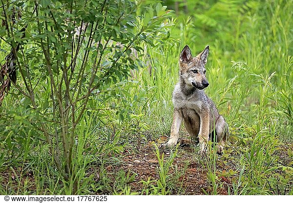 Wolf (Canis lupus)  Jungtier  Pine County  Minnesota  Nordamerika  USA  Nordamerika