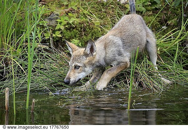 Wolf (Canis lupus)  Jungtier  Pine County  Minnesota  Nordamerika  USA  Nordamerika