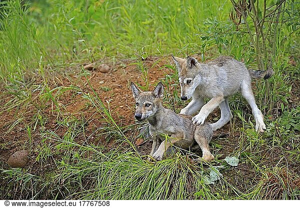 Wolf (Canis lupus)  Jungtiere  Pine County  Minnesota  Nordamerika  USA  Nordamerika