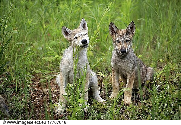 Wolf (Canis lupus)  Jungtiere  Pine County  Minnesota  Nordamerika  USA  Nordamerika