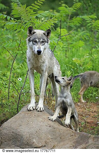 Wolf (Canis lupus) mit Jungtier  Pine County  Minnesota  Nordamerika  USA  Nordamerika