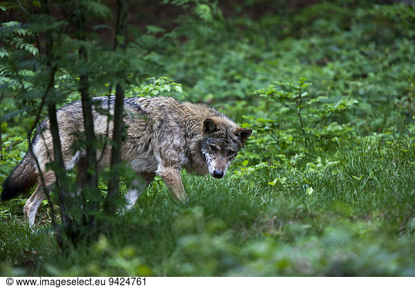Wolf (Canis lupus)  Neuschoenau outdoor animal enclosure  Bavarian Forest  Bavaria  Germany  Europe