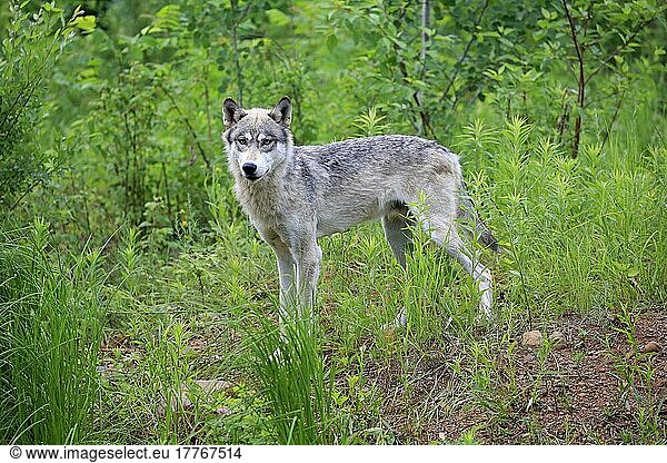 Wolf (Canis lupus)  Pine County  Minnesota  Nordamerika  USA  Nordamerika