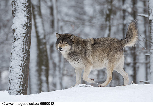 Wolf Canis lupus Portrait Holz