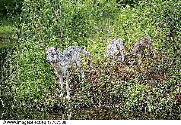Wolf (Canis lupus) und Jungtiere  Pine County  Minnesota  Nordamerika  USA  Nordamerika