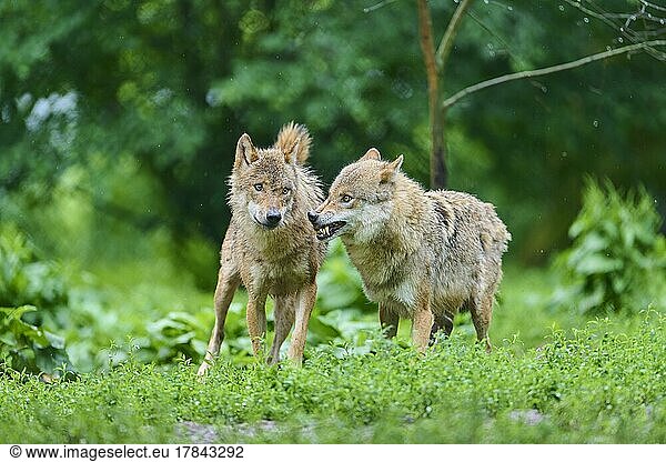 Wolf (Canis lupus)  zwei Tiere bei Regen  captive