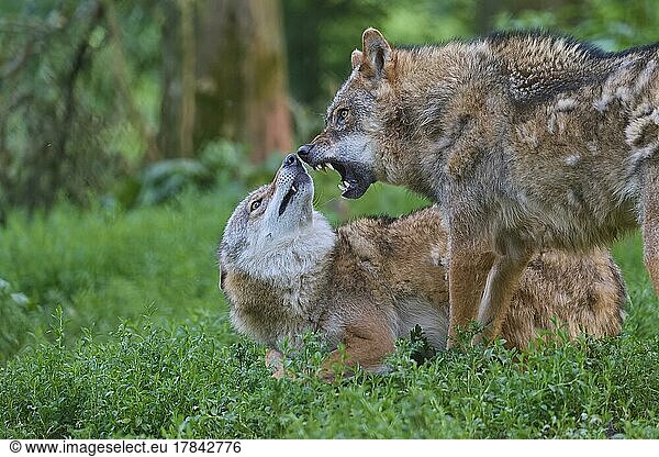 Wolf (Canis lupus)  zwei Tiere  captive