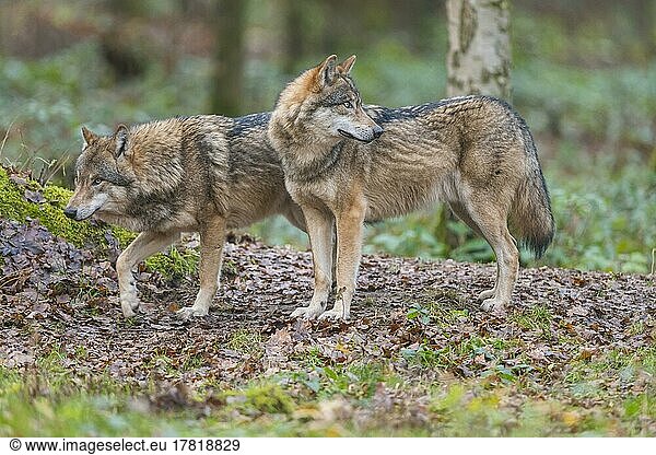 Wolf (Canis lupus)  zwei Tiere im Wald  captive
