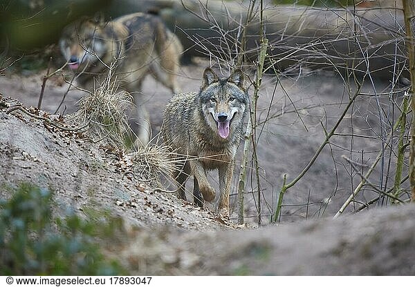 Wolf (Canis Lupus)  zwei Tiere im Wald  captive