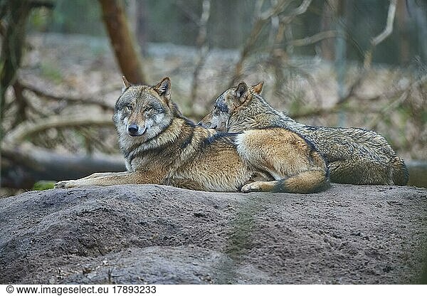 Wolf (Canis Lupus)  zwei Tiere im Wald liegend  captive