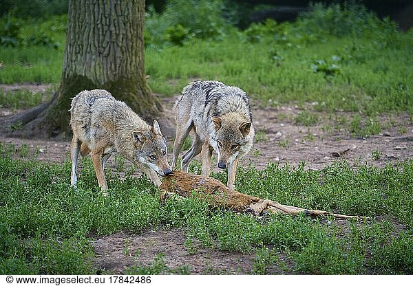 Wolf (Canis lupus)  zwei Tiere mit Beute  Rehe  captive  Deutschland  Europa