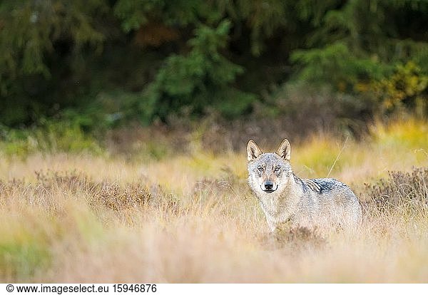 Wolf (canus lupus) auf Lichtung  captive  Böhmerwald  Tschechien  Europa