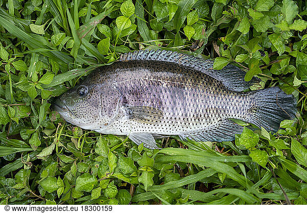 Wolf cichlid (Parachromis dovii) in the grass  sinned by rama in the Rio Indio riverNicaragua  San Juan de Nicaragua.