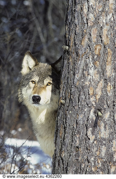 Wolf Looking From Behind Tree Winter. Captive