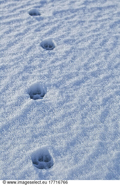 Wolf Prints In Snow On The Shore Of Hudson Bay  Near Churchill  Manitoba.
