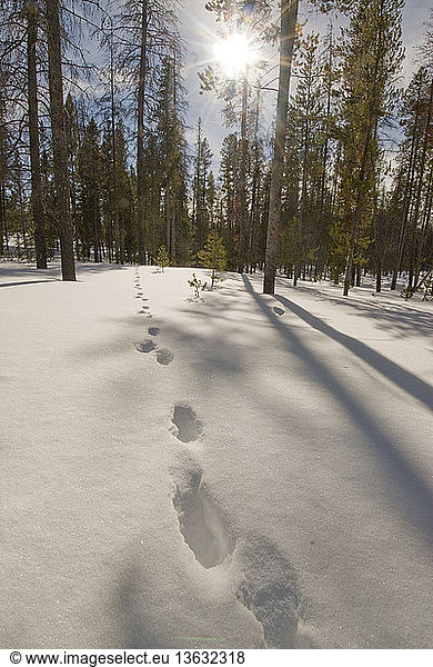 Wolf Tracks in snow near Redfish Lake; Sawtooth National Recreation Area  ID.