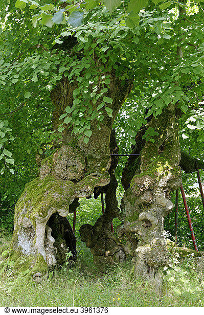 Wolframslinde  Linde  1000 Jahre alt  am Fuß des Haidstein  Bayerischer Wald  Oberpfalz  Bayern  Deutschland  Europa