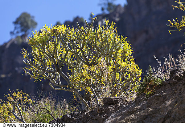 Wolfsmilch-Strauch (Euphorbia) bei Canarias  Gran Canaria  Kanarische Inseln  Spanien  Europa  ÖffentlicherGrund