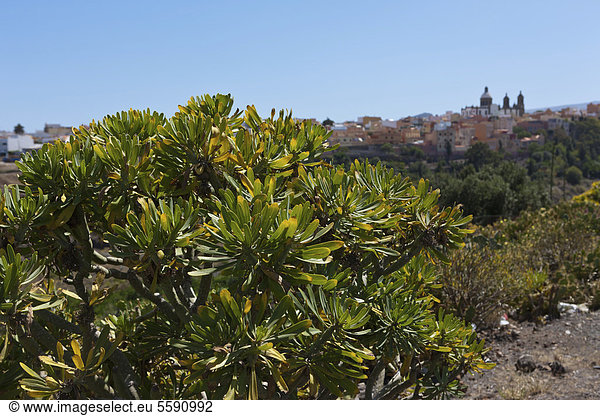 Wolfsmilch-Strauch (Euphorbia)  hinten Agüimes  Gran Canaria  Kanarische Inseln  Spanien  Europa