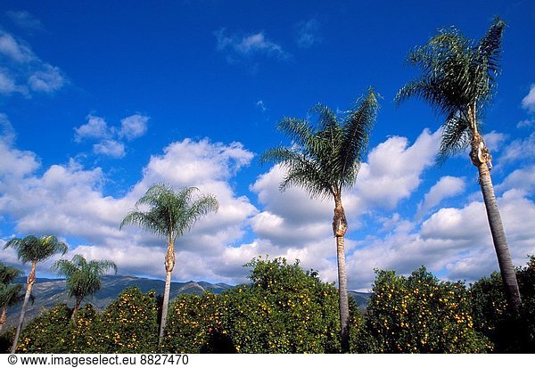 Wolke , Baum , Himmel , unterhalb , Tal , blau , Ojai,  California