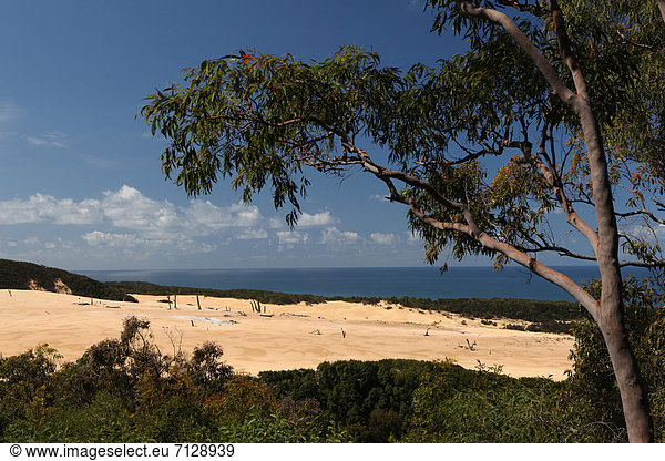 Wolke Abenteuer Baum Wind Wald Meer Holz Sand Düne Baumstumpf Australien Eukalyptus Fraser Island Queensland Tourismus