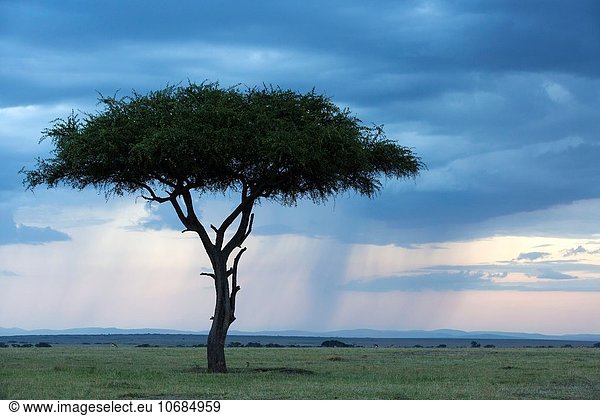 Wolke Baum Regen Masai Mara National Reserve Abenddämmerung Kenia Savannah