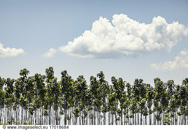Wolke über jungen Bäumen in der Plantage