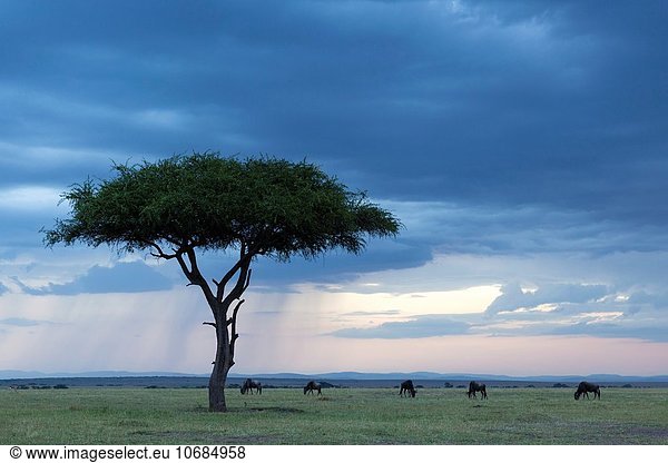 Wolke Regen blau Masai Mara National Reserve Abenddämmerung Kenia Savannah Gnu