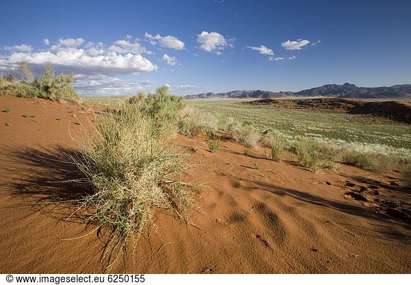 Wolvedans  Namib Rand Nature Reserve  Namibia  Afrika