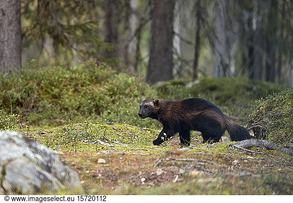 Wolverine in autumnal forest  Kuhmo  Finland