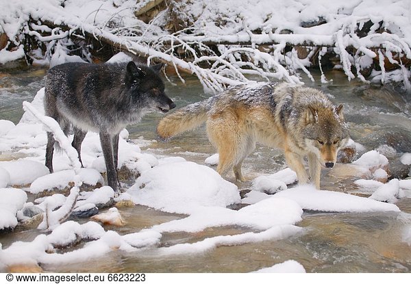 Wolves Crossing A River