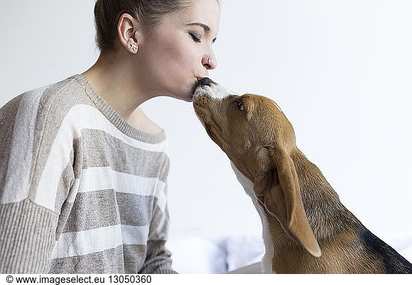 Woman and beagle kissing on mouth against wall at bedroom