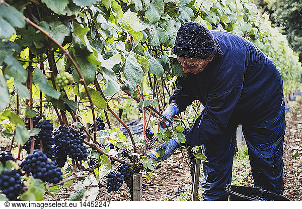 Woman bending over  with gloves and secateurs  in a vineyard harvesting bunches of black grapes.