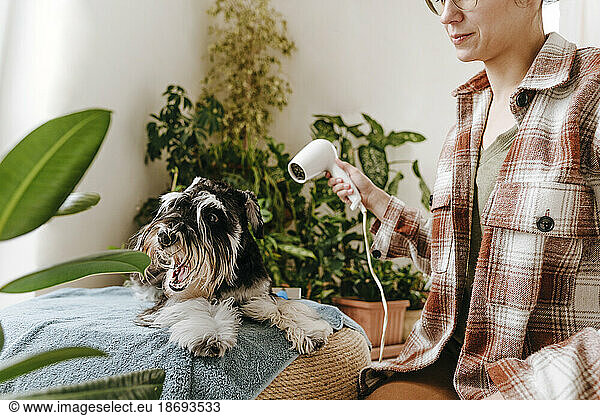 Woman blow drying Schnauzer dog at home