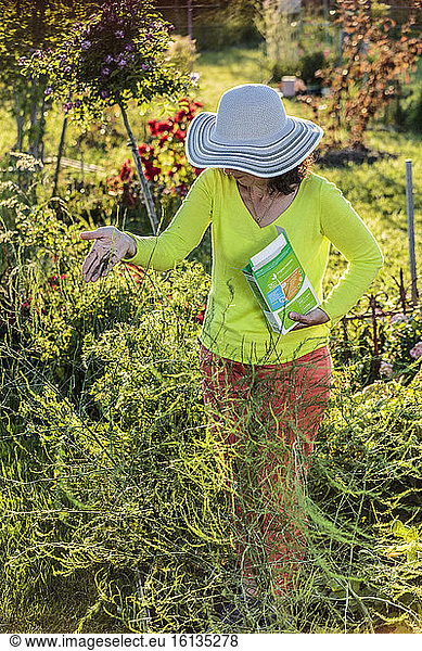 Woman bringing a vegetable fertilizer to asparagus.