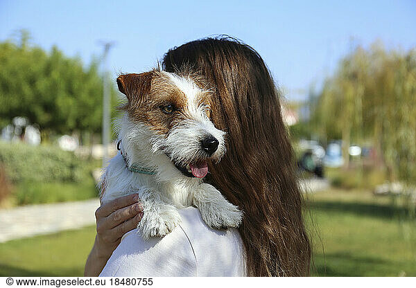 Woman carrying cute Jack Russell Terrier in park