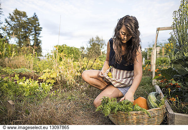 Woman carrying vegetables in textile while crouching at community garden