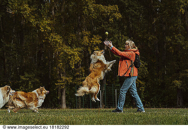 Woman catching ball and playing with dogs in park