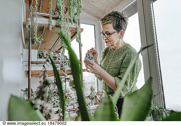Woman cleaning potted plant with brush at home