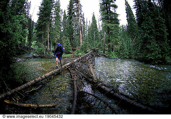 Woman crosses a stream on a fallen tree  Aspen  Colorado.