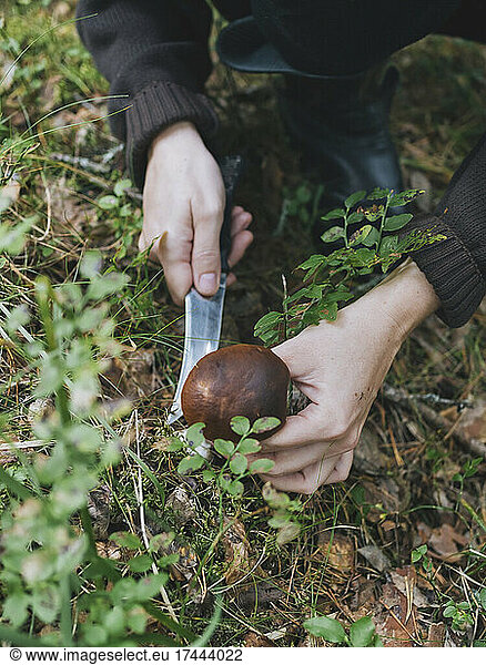 Woman cutting fresh mushroom in forest