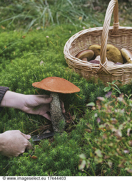 Woman cutting Leccinum Aurantiacum mushroom in forest