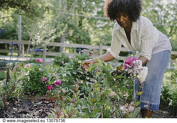 Woman examining flowering plants in garden