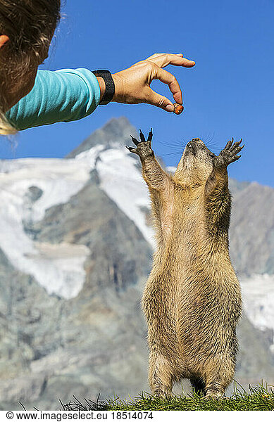 Woman feeding Alpine Marmot on sunny day  Carinthia  Austria