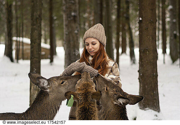 Woman feeding deer in winter forest on vacation