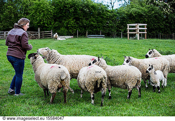 Woman feeding Kerry Hill sheep on a farm pasture.