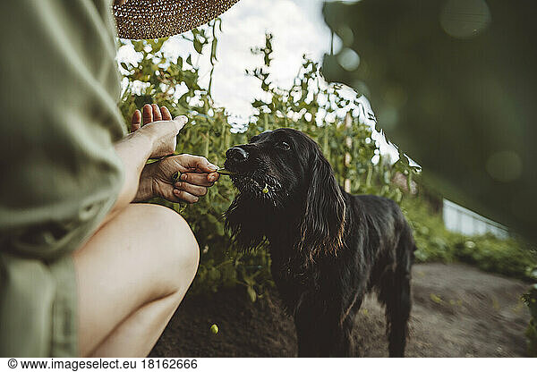 Woman feeding pea pod to dog in garden