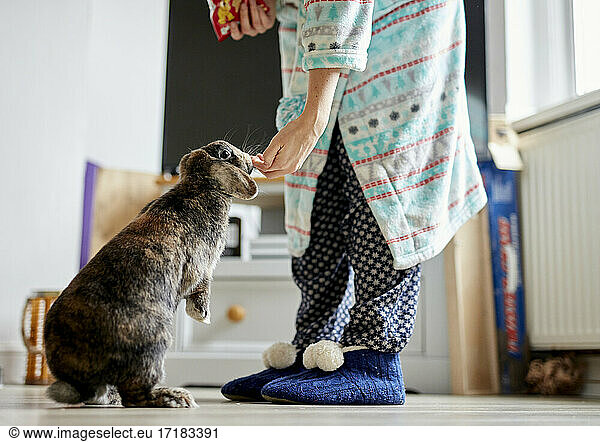 Woman feeding treats to pet house rabbit indoors