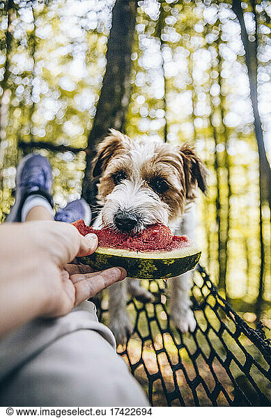 Woman feeding watermelon to dog on hammock